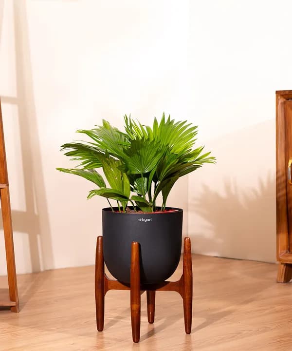 kyari product photo